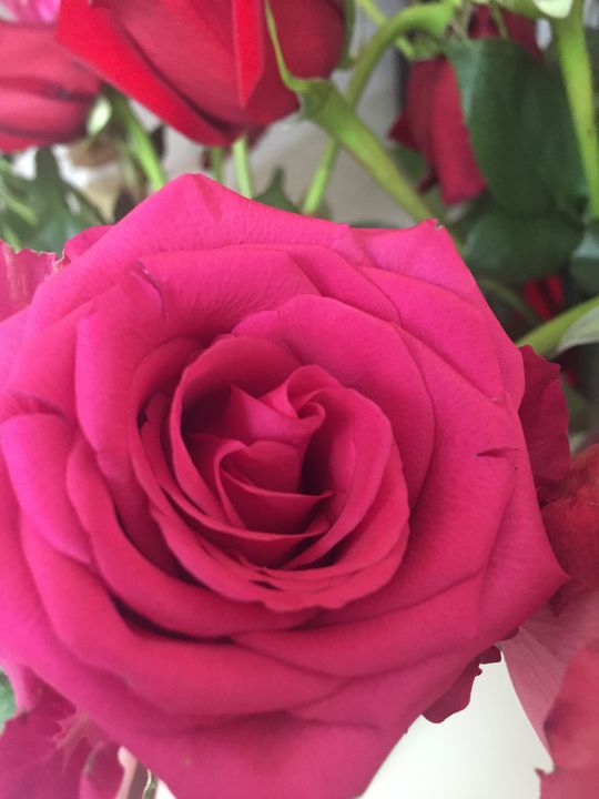 pink rose - Aesthetically Alyssa