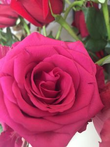 pink rose