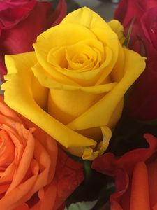 yllow rose
