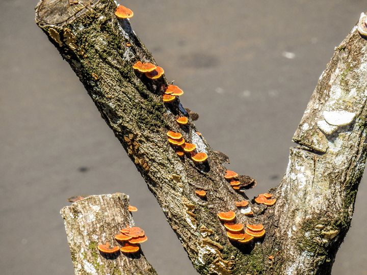 Dead Tree Mushroom Stairs - Ian Labre
