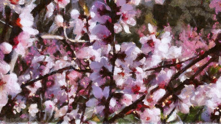 Cherry Blossom Spring - Impressionisms