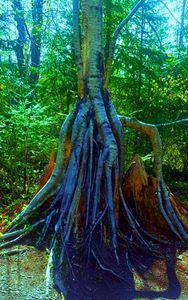 Roots Tree