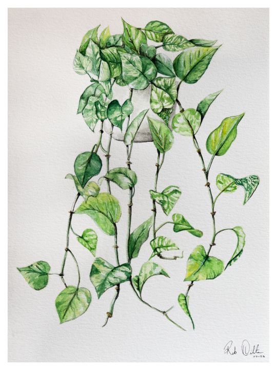 Pothos Study - Chaotic Thinking by Rebekah Hilton - Paintings & Prints,  Flowers, Plants, & Trees, Plants, Other Plants - ArtPal