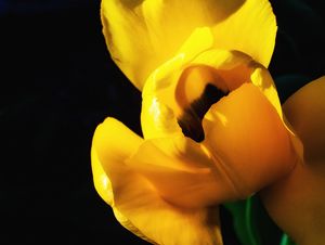 Tulip in Yellow
