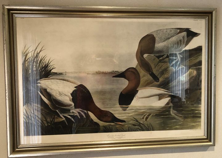Audubon Canvas backed duck - Collectable Art