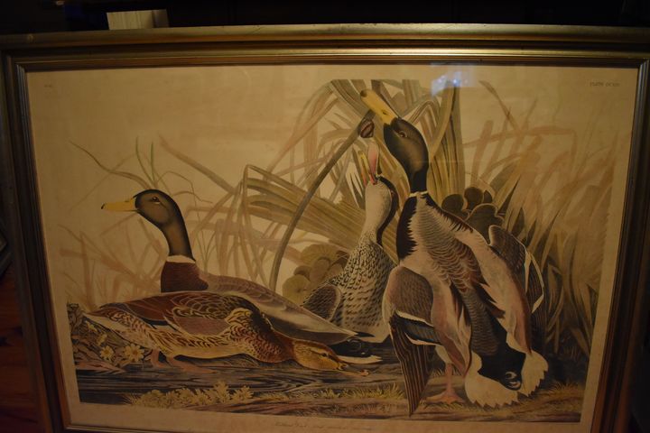 Audubon Mallard Ducks - Collectable Art