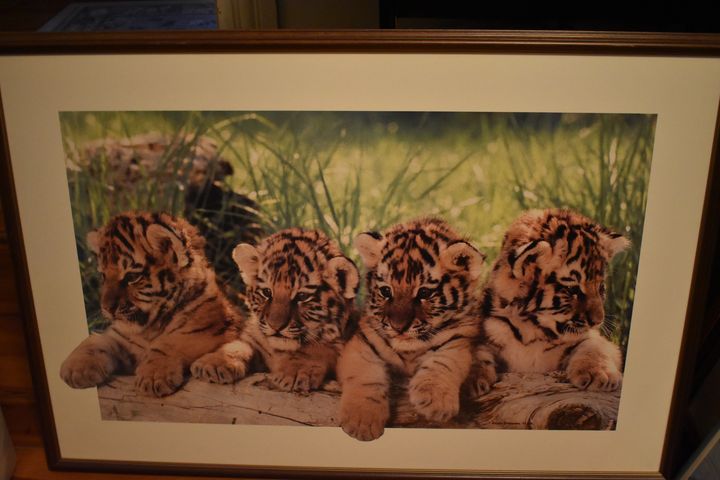 Tiger Cubs - Collectable Art