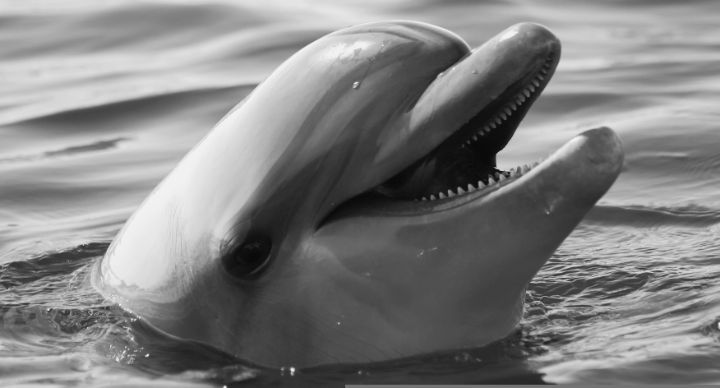 black and white dolphins