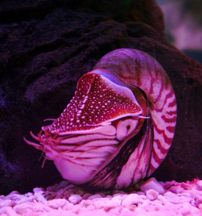 The nautilus tropical discount fish