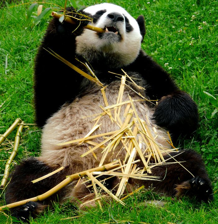 panda eating fish