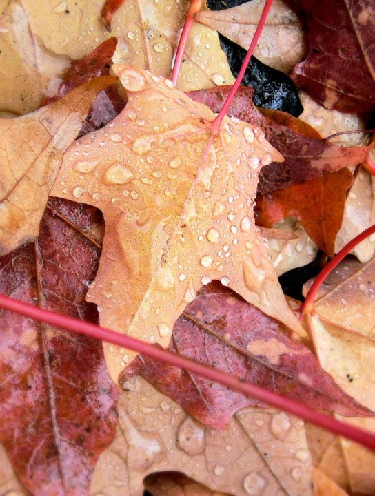 Autumn Leaves with Rain - Rachel Vdolek