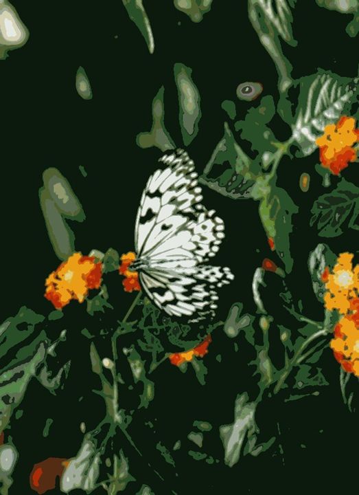 Black and White Butterfly - Rachel Vdolek