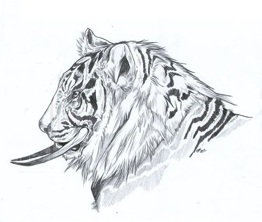 Tiger Pencil Drawing Canvas Print