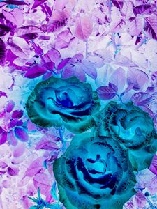 Ephemeral Roses