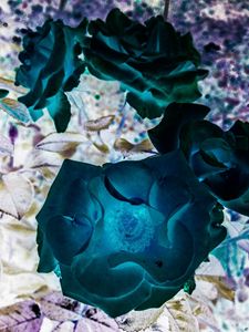 Illusive Roses