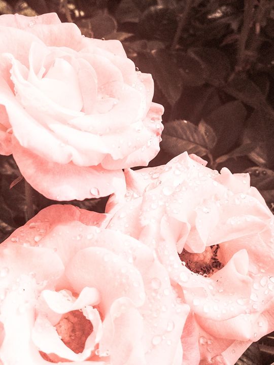 Portland Roses - Zynergy