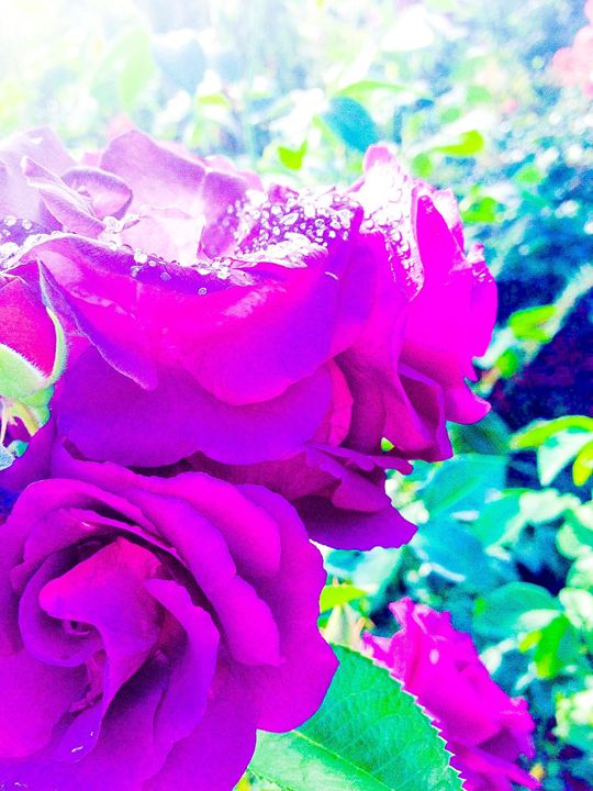 Violet Roses - Zynergy