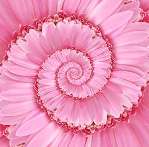 Pink Spiral Gerbera Flower Droste