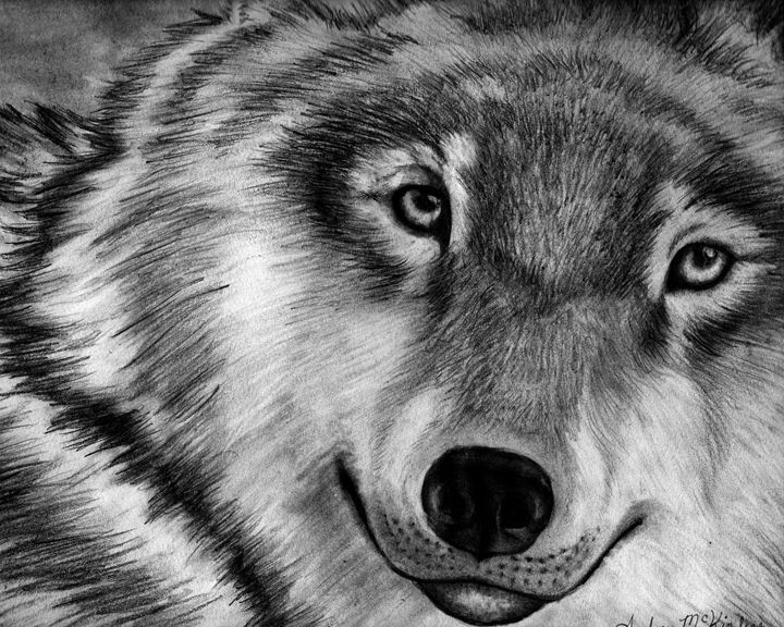 Lone Wolf Beauty - Dreaming of Animals Art by Amber McKinley - Drawings ...