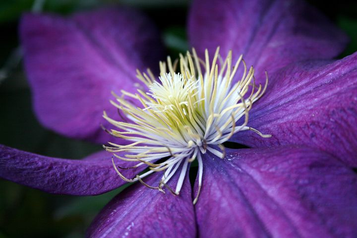 Buy Clematis, Plants, Flowers, Plants, & Trees at ArtPal