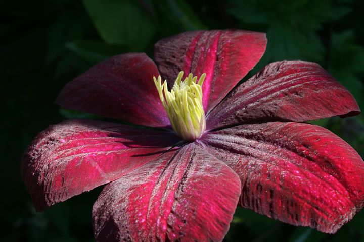 CLEMATIS 01 - AtelierVision