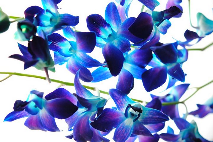 Purple Orchids - Artofmine