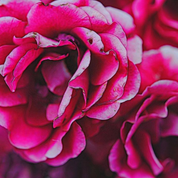 Dark Pink Flowers - Artofmine