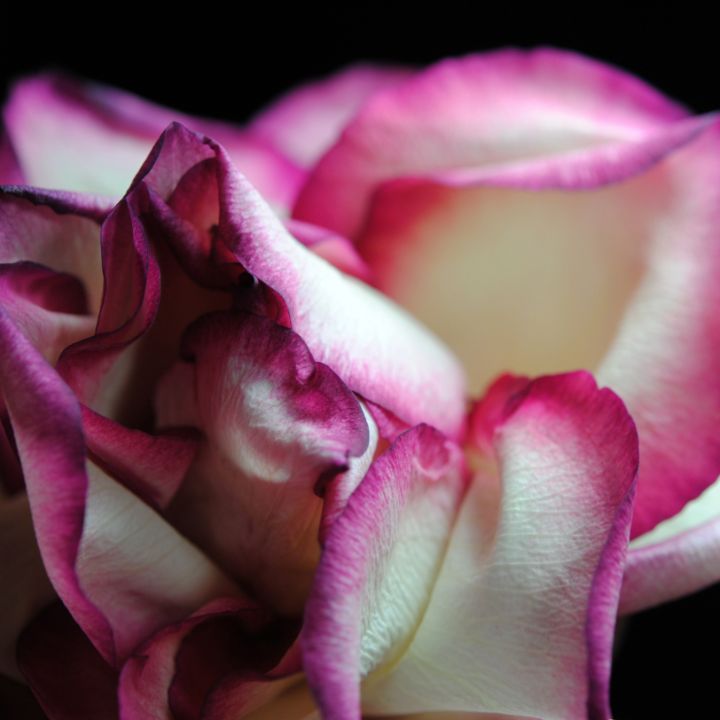 Pink Lined White Rose - Artofmine