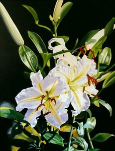 Exotic Lilies