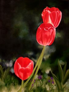 RED TULIPS