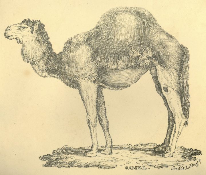 Porte-documents Mademoiselle Business Camel