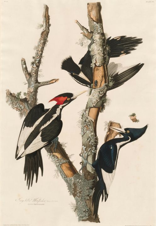 Woodpecker Men's Sparrow Puffer Coat - Blue Steel - Size Large