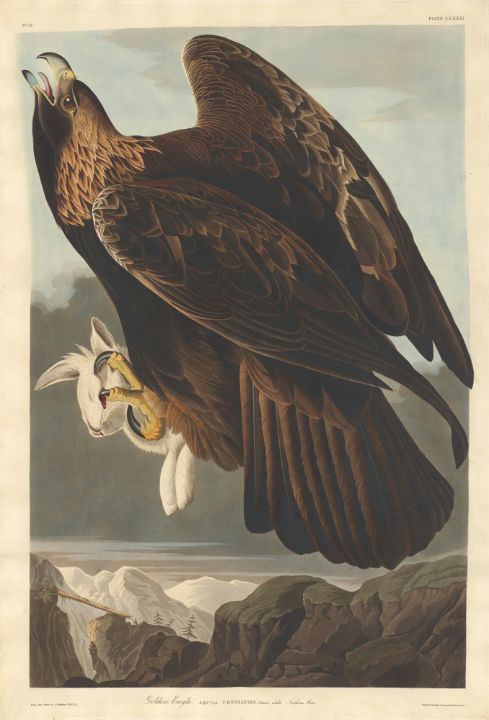 Golden Eagle - Great Art Library - Paintings & Prints, People