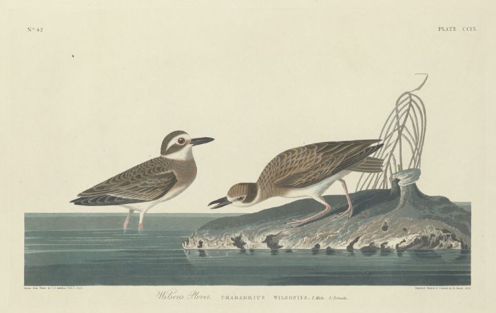 Plover Figure Wilson's Plover - Great Art Library - Paintings & Prints, People ...