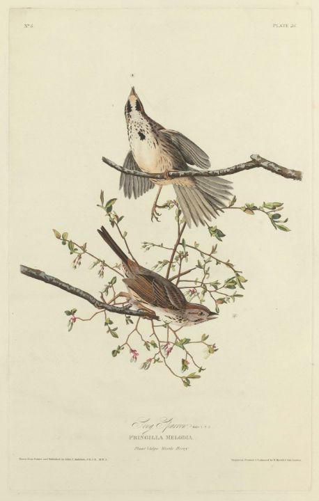 Pompe à pied sparrow