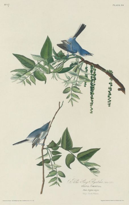 A Blue Jay on Mother's Day - Babette de Jongh