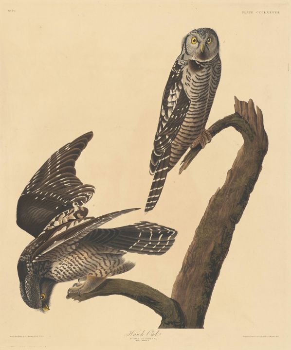 Hawk Owl - Great Art Library - Paintings & Prints, People & Figures, Other  People & Figures, Other - ArtPal