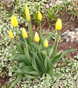 TULIPS GETTING READY TO BLOOM - BAS (barb a schindel)