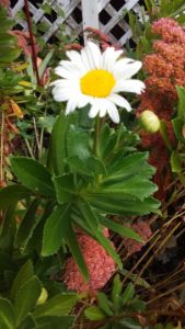Daisy with a daisy bud
