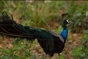 The Roaming Peacock