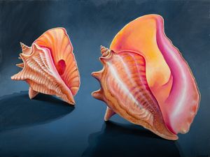 Conch Shells