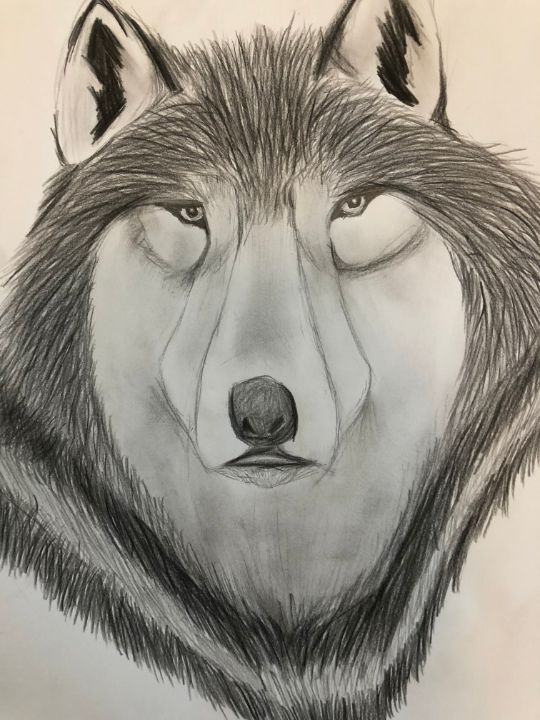 Alpha Male - Art - Drawings & Illustration, Animals, Birds, & Fish, Wolves  - ArtPal