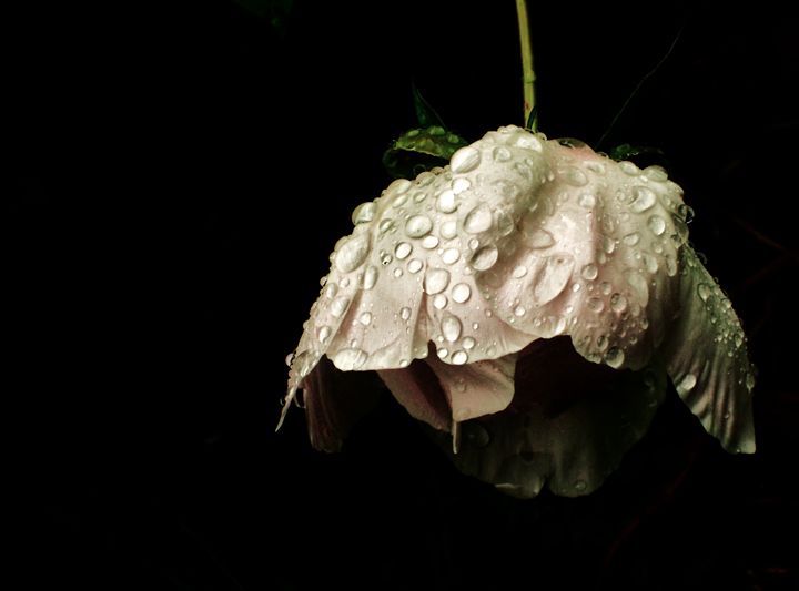 A Flower Quickly Fading Dreamer's Shutter Photography Amanda Gloth