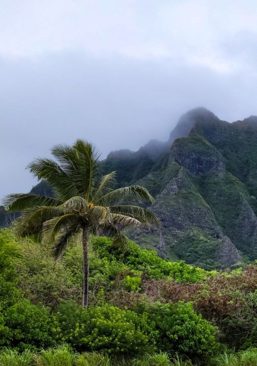 Hawaiian Mist - ByHarper