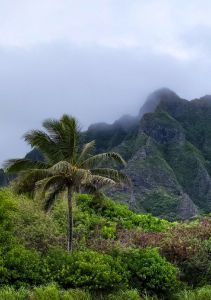 Hawaiian Mist
