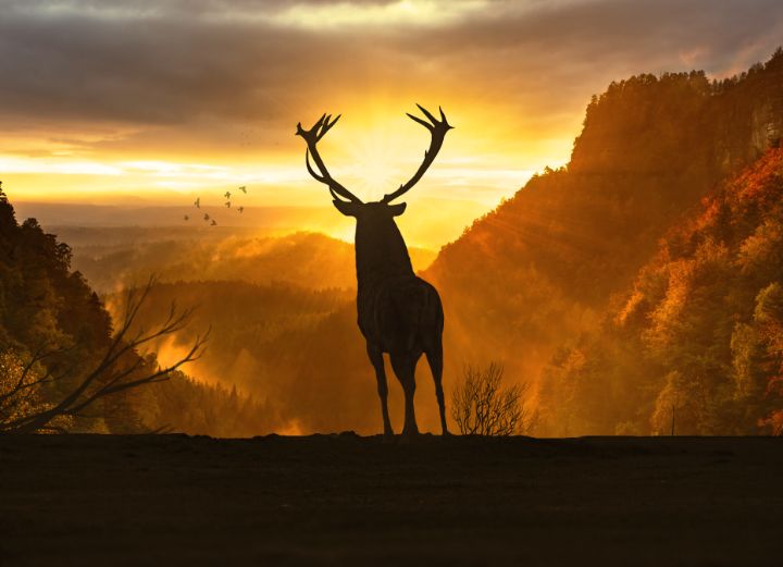 deer sunset - andneddy - Digital Art, Animals, Birds, & Fish, Deer
