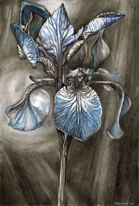 Blue Iris - Melanie