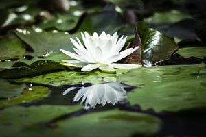 Reflections of a Water Lily