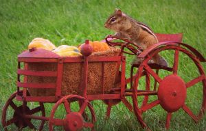 The littlest farmer - Karen Cook Fine Art Photography