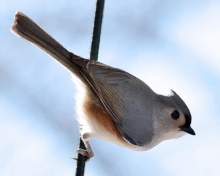 Titmouse Bird on Branch PhotoArt - PhotoArt By Darla - Photography ...